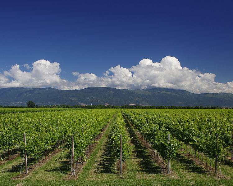 Tenuta Agricola Villa Marcello